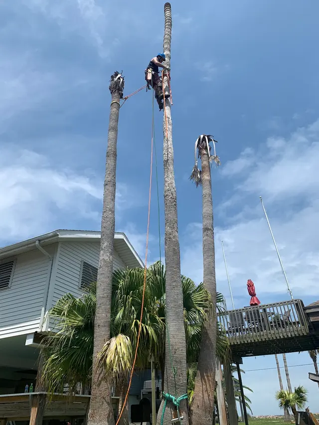 Professional Tree Care — customer photo 11