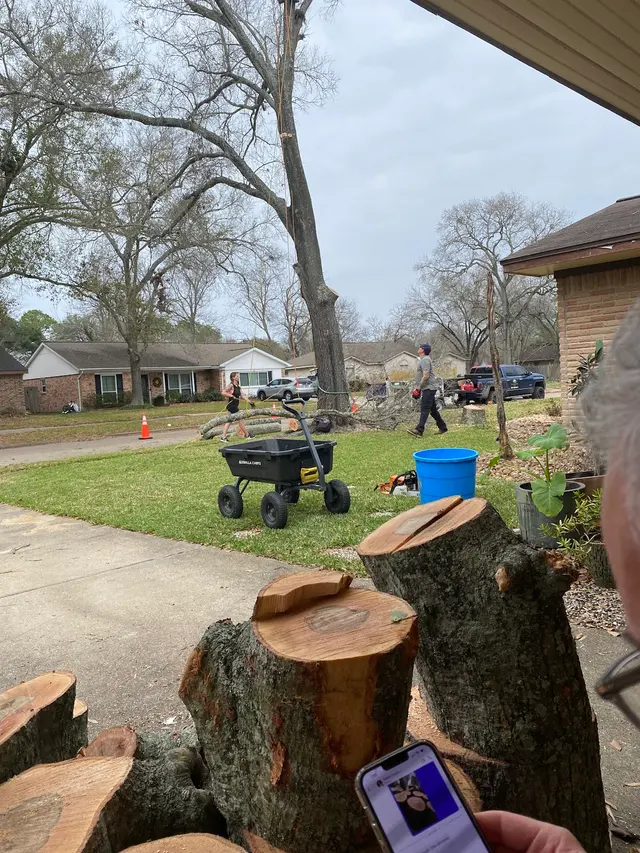 Professional Tree Care — customer photo 7