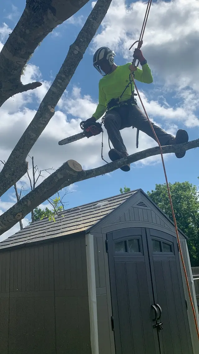 Professional Tree Care — customer photo 9
