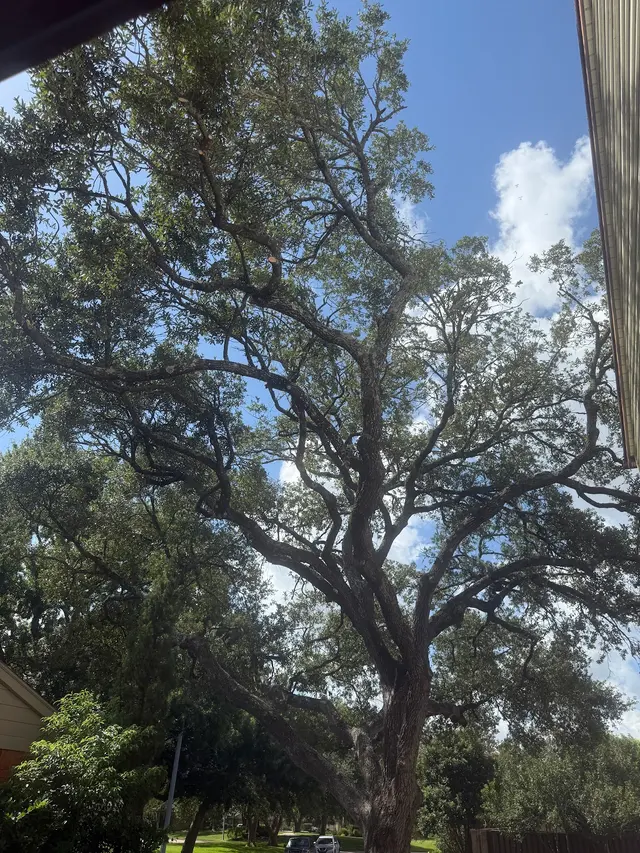 Professional Tree Care — customer photo 1