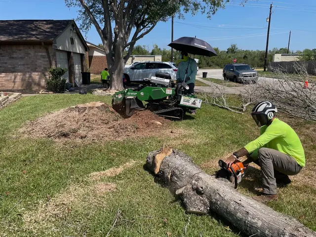Professional Tree Care — photo from the business 6