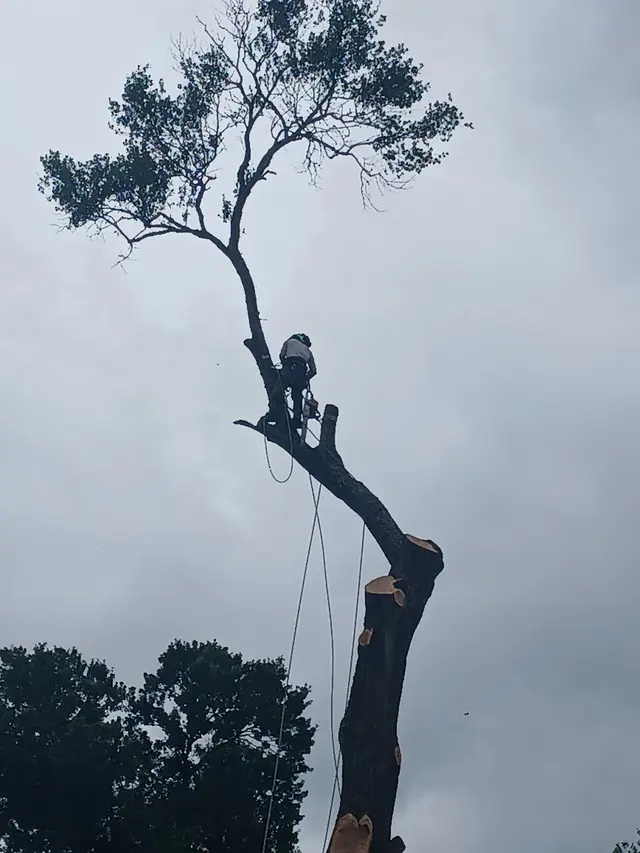 GULF COAST TREE REMOVAL - ISA Certified Arborist — photo from the business 3
