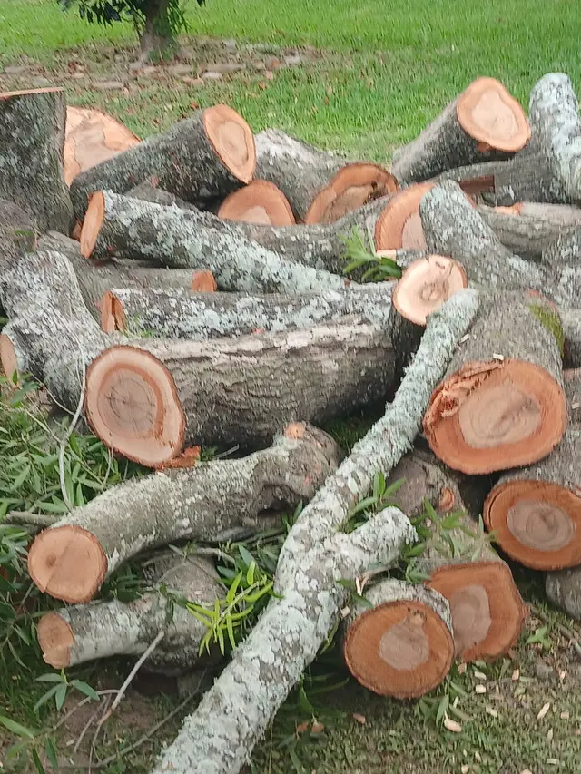 GULF COAST TREE REMOVAL - ISA Certified Arborist — photo from the business 4