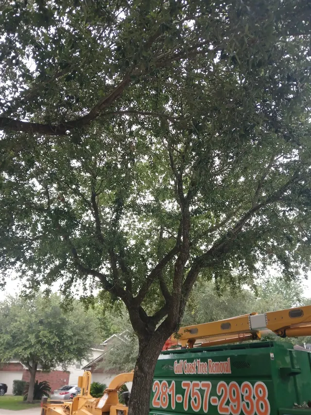 GULF COAST TREE REMOVAL - ISA Certified Arborist — photo from the business 2