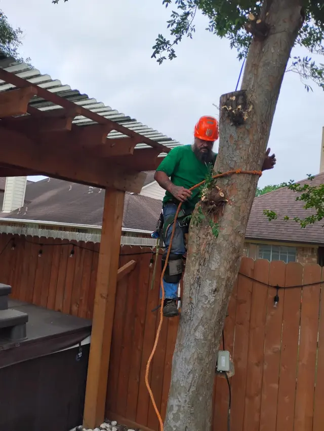 GULF COAST TREE REMOVAL - ISA Certified Arborist — photo from the business 1