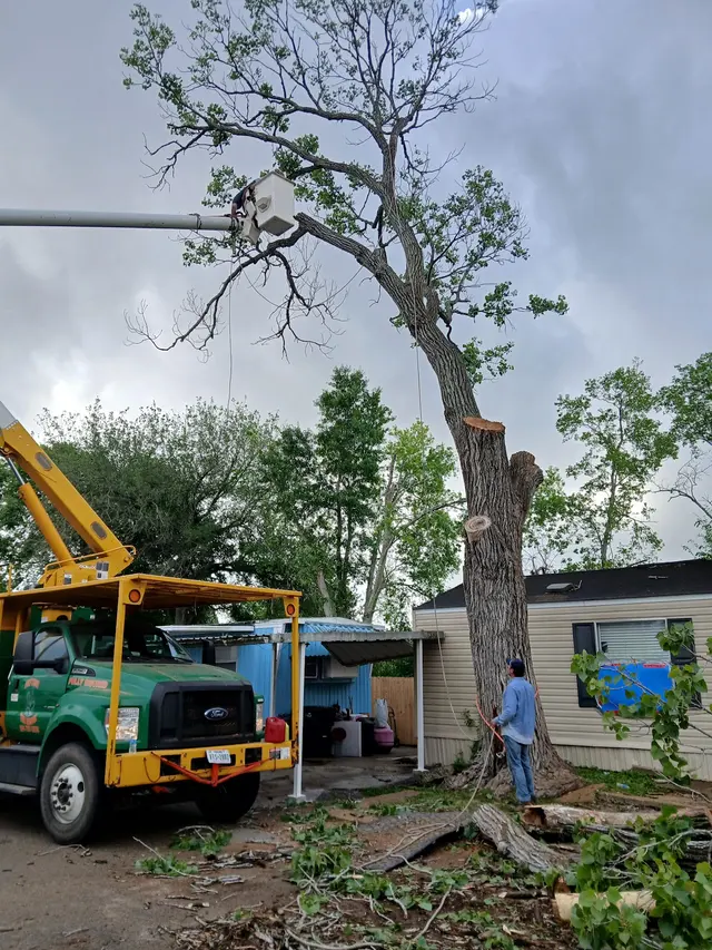 GULF COAST TREE REMOVAL - ISA Certified Arborist — photo from the business 7