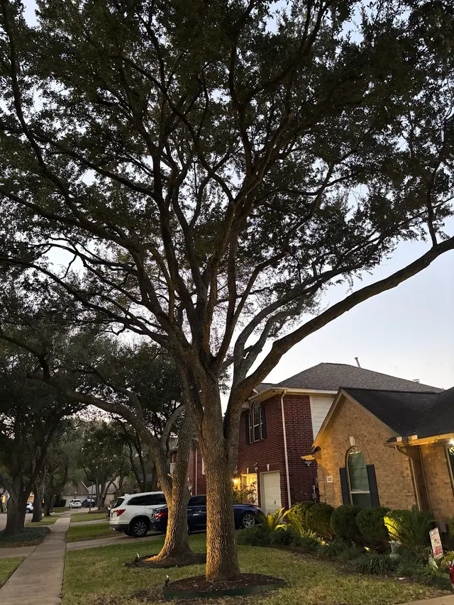 C.I.R Tree Service — customer photo 12