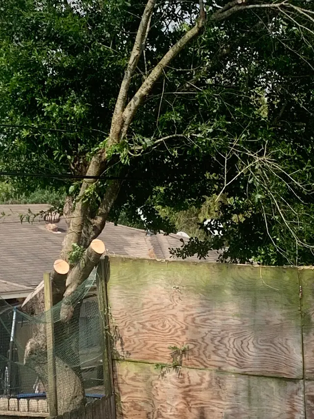 C.I.R Tree Service — customer photo 8