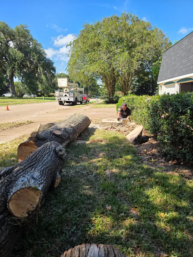 Landyn Trees — photo from the business 6