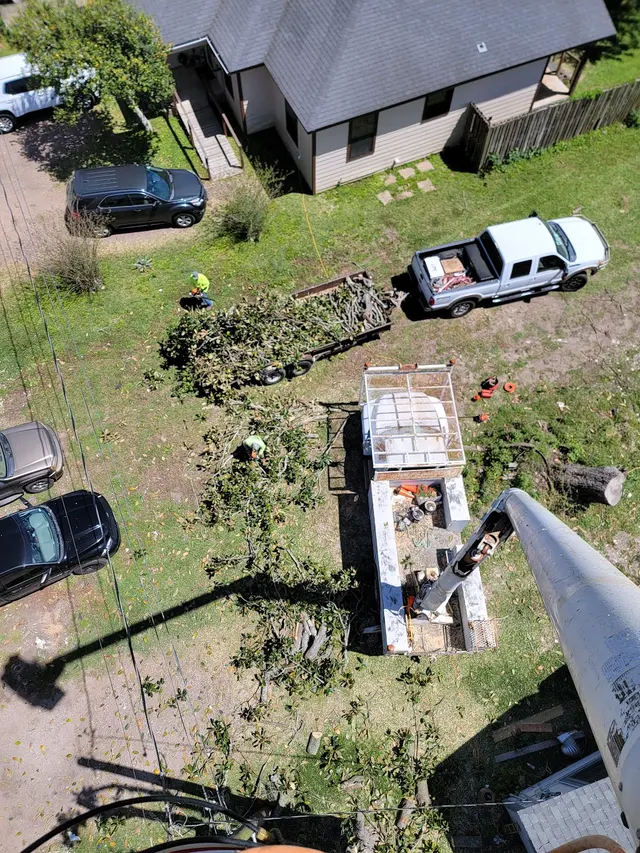 Landyn Trees — photo from the business 4