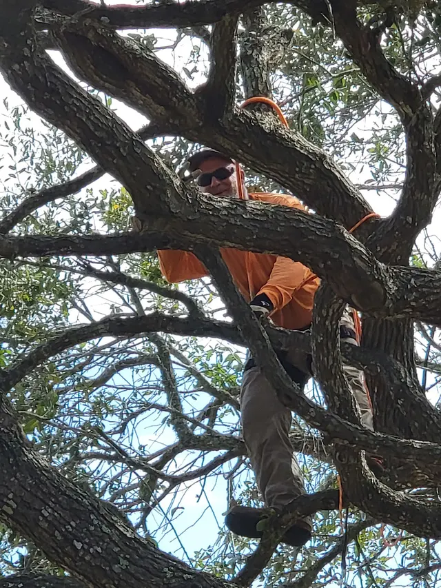 Landyn Trees — photo from the business 7