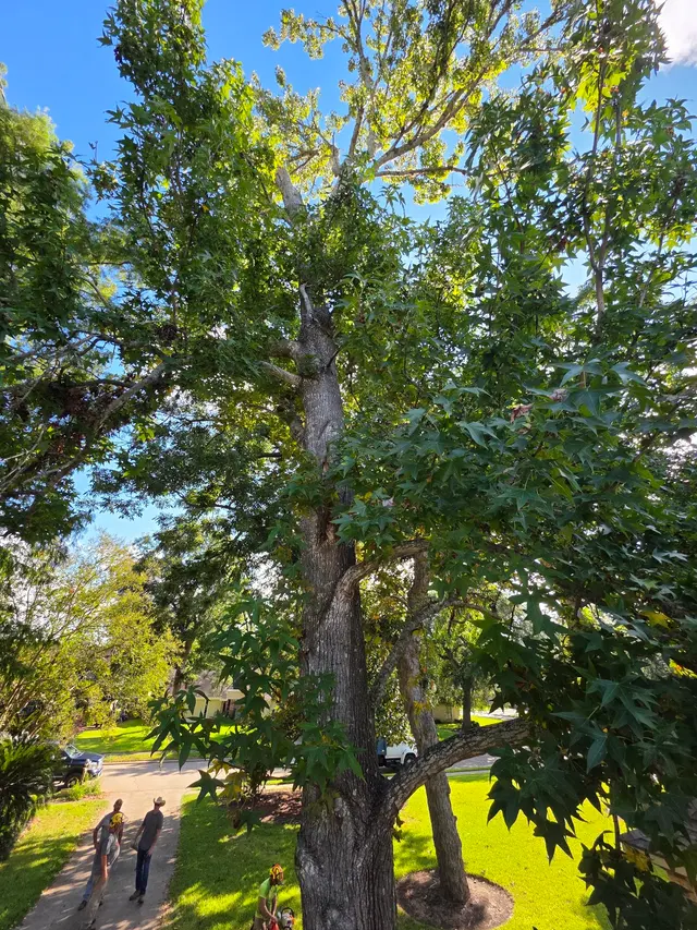 Landyn Trees — photo from the business 5