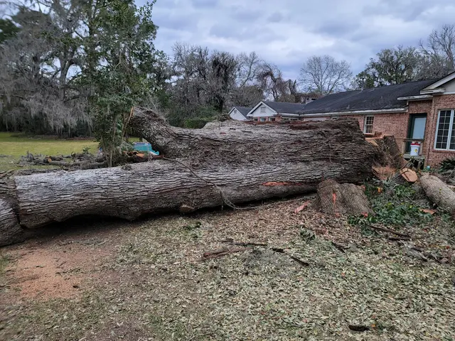 Landyn Trees — photo from the business 11