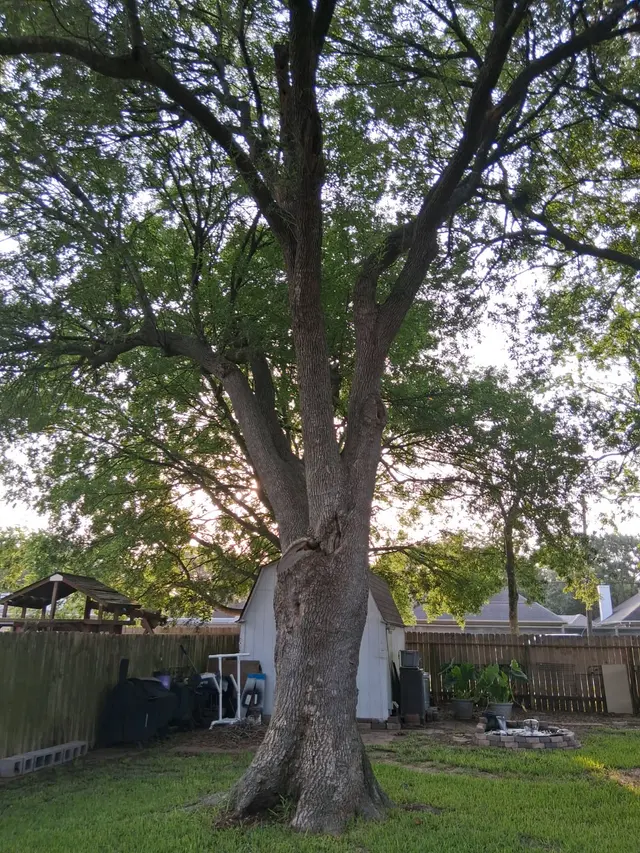 Greenfield Tree Services LLC — customer photo 1
