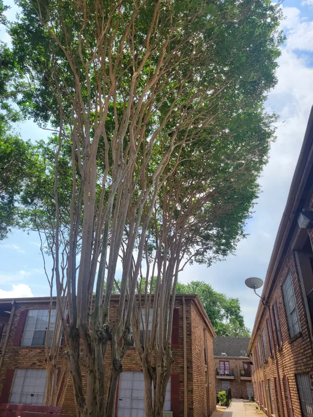 Greenfield Tree Services LLC — customer photo 9