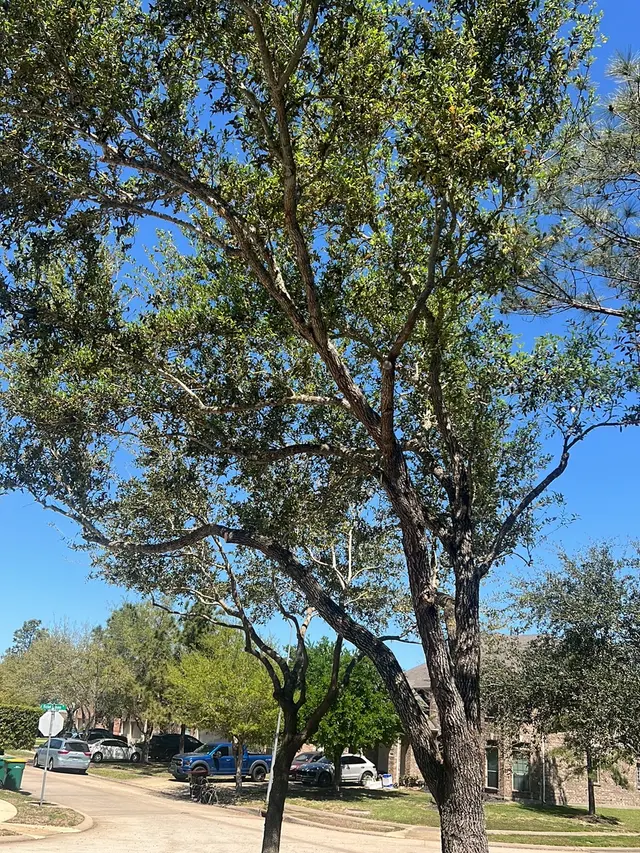 Greenfield Tree Services LLC — customer photo 6