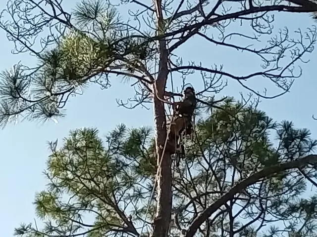 Texas Tree Legends — customer photo 4