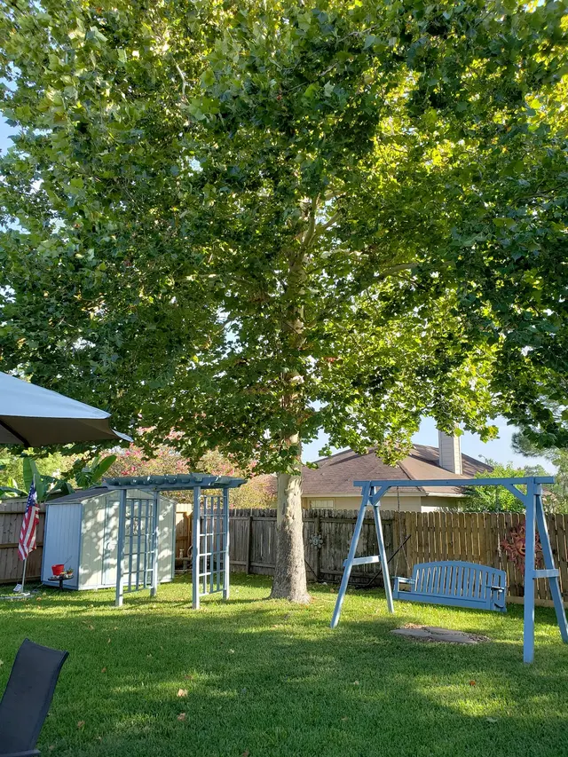 Texas Tree Legends — customer photo 11