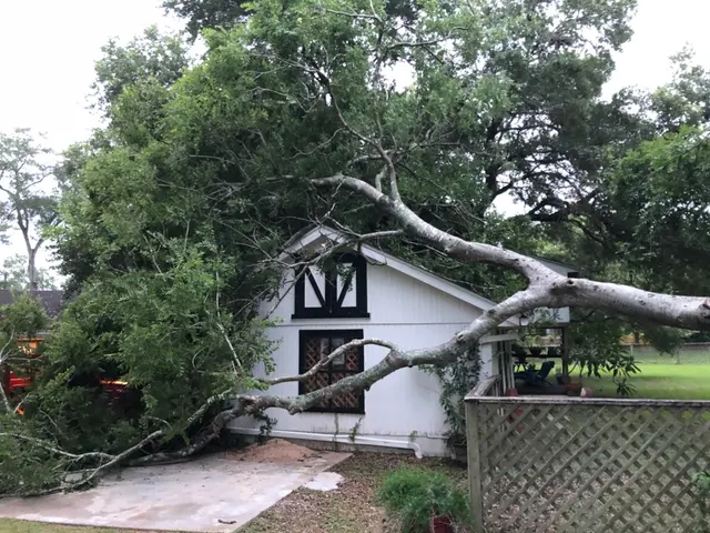 Texas Tree Legends — customer photo 10