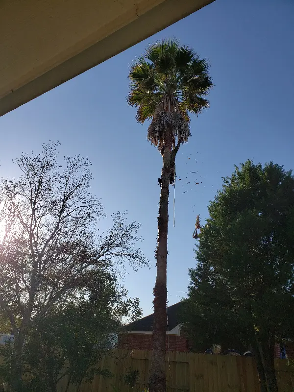 Texas Tree Legends — customer photo 1