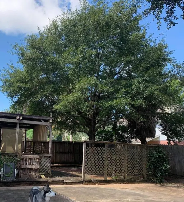 Texas Tree Legends — customer photo 12