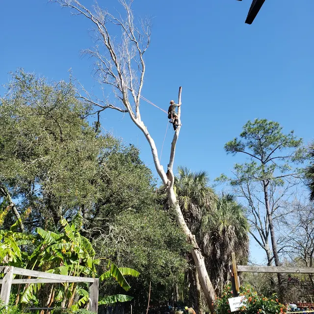 Texas Tree Legends — customer photo 6