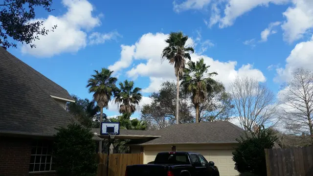 Texas Tree Legends — customer photo 8
