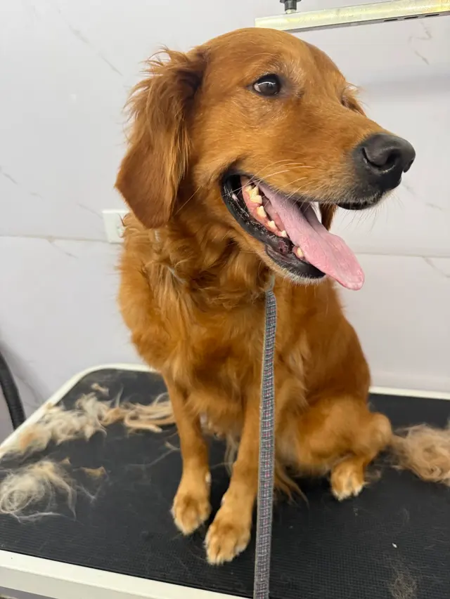 Doctor Groomer Mobile Pet Grooming — customer photo 12