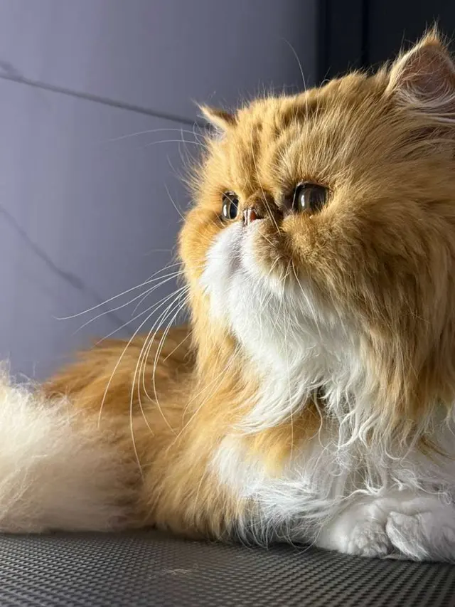 Doctor Groomer Mobile Pet Grooming — photo from the business 9