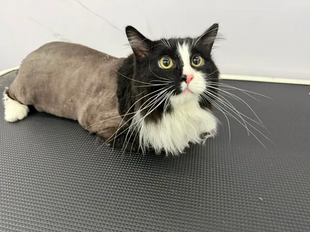 Doctor Groomer Mobile Pet Grooming — photo from the business 3