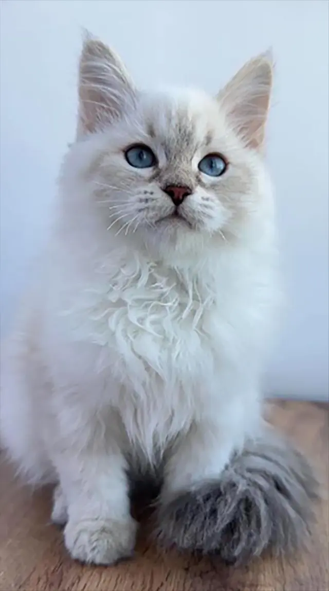 Doctor Groomer Mobile Pet Grooming — photo from the business 5
