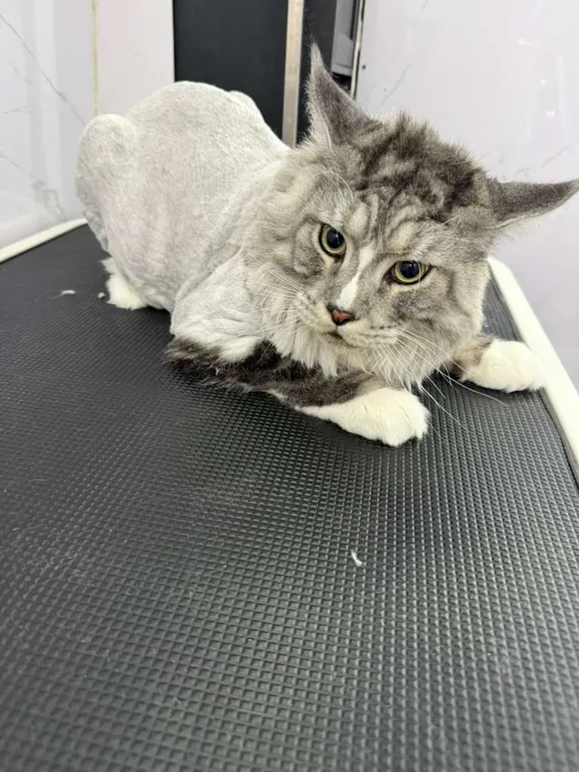 Doctor Groomer Mobile Pet Grooming — photo from the business 7