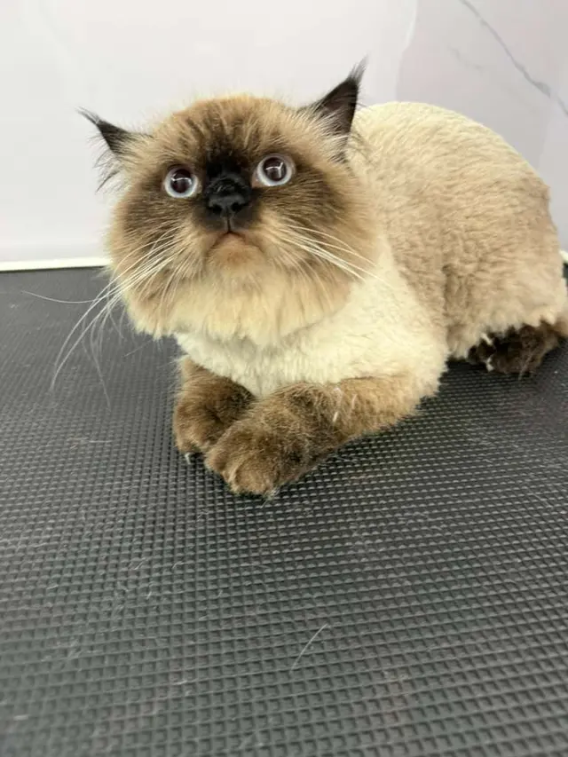 Doctor Groomer Mobile Pet Grooming — photo from the business 6