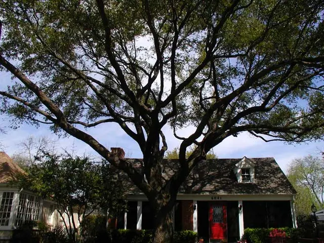 Houston Tree Surgeons — photo from the business 1