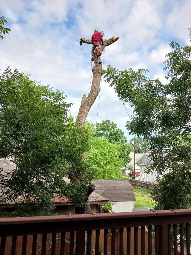 Houston Tree Surgeons — customer photo 7