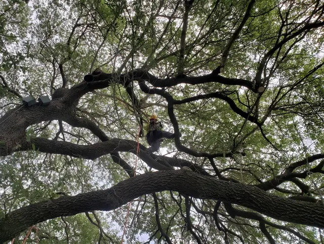 Houston Tree Surgeons — customer photo 2