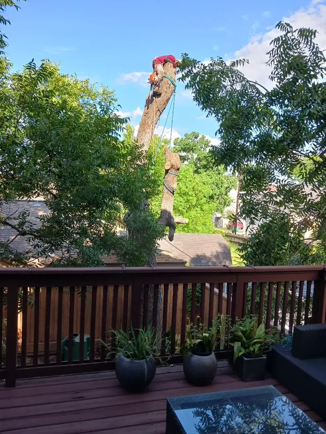 Houston Tree Surgeons — customer photo 9