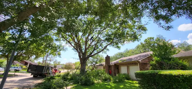 Houston Tree Surgeons — customer photo 11