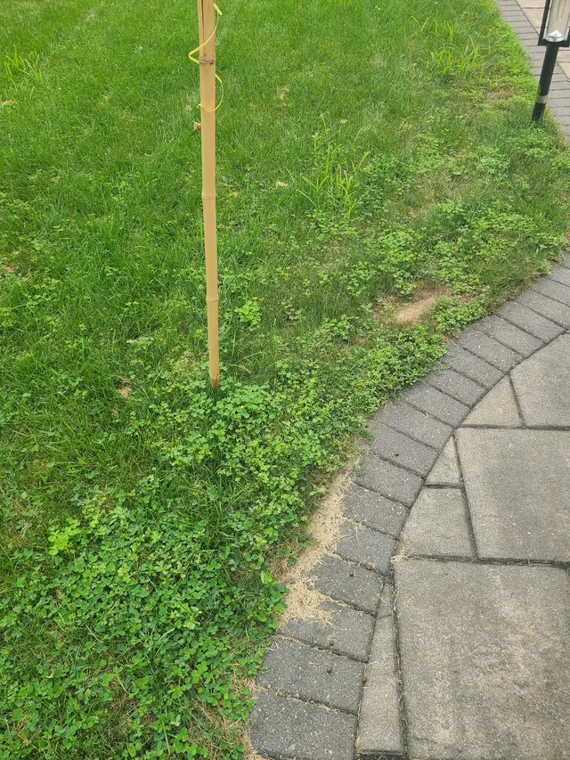 Velvet Green Organic Lawn Care — customer photo 10