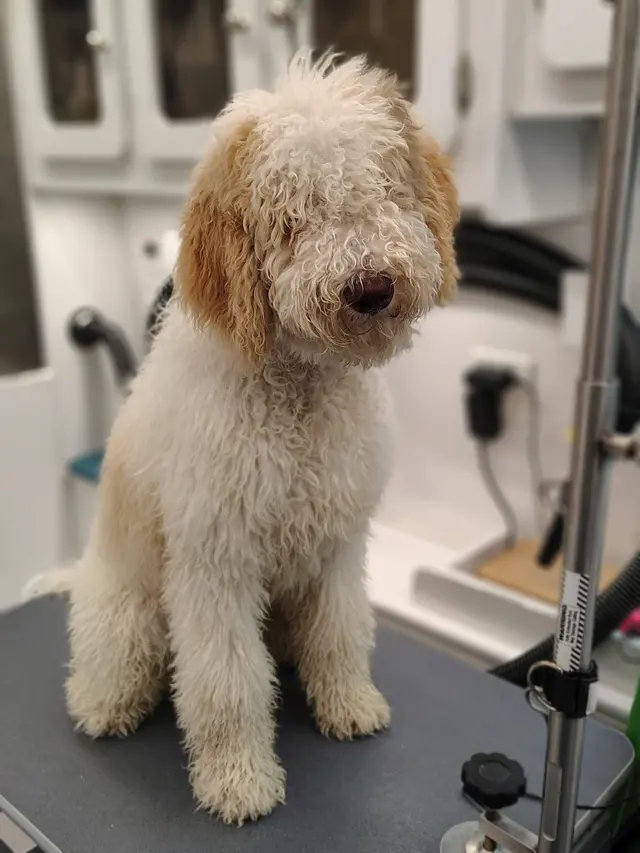 Sunset Mobile Grooming — customer photo 11