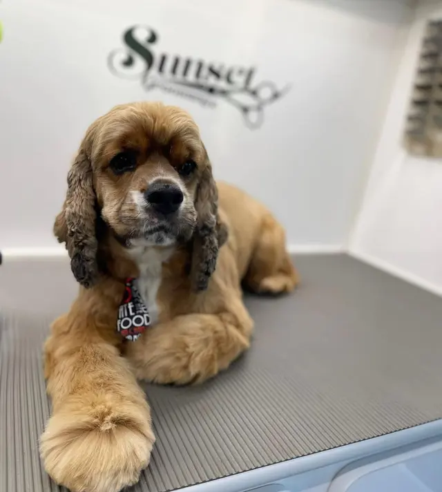 Sunset Mobile Grooming — photo from the business 6