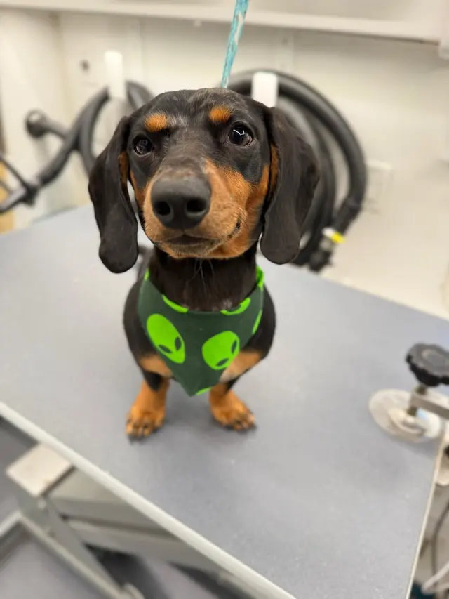 Sunset Mobile Grooming — customer photo 12