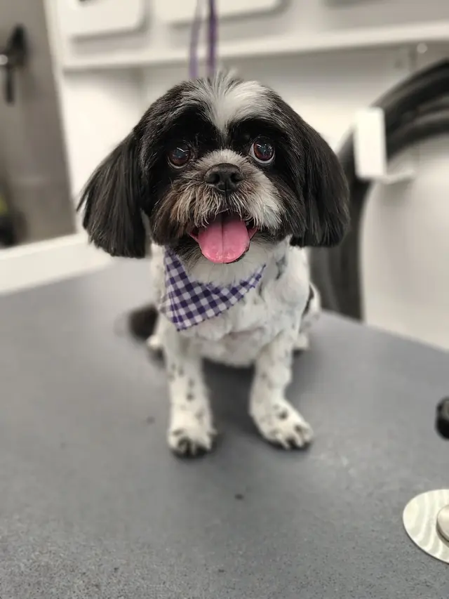 Sunset Mobile Grooming — customer photo 10