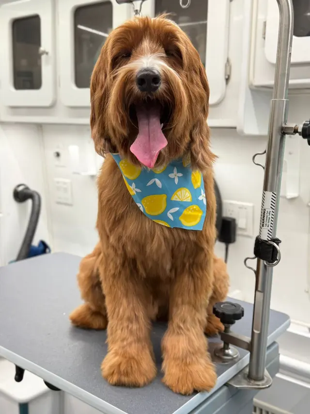 Sunset Mobile Grooming — photo from the business 5