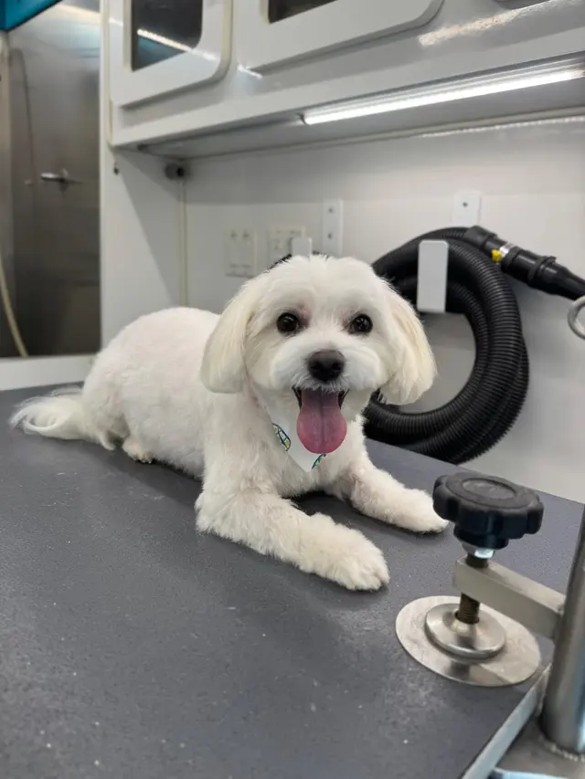 Sunset Mobile Grooming — photo from the business 2