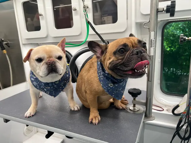 Sunset Mobile Grooming — photo from the business 3