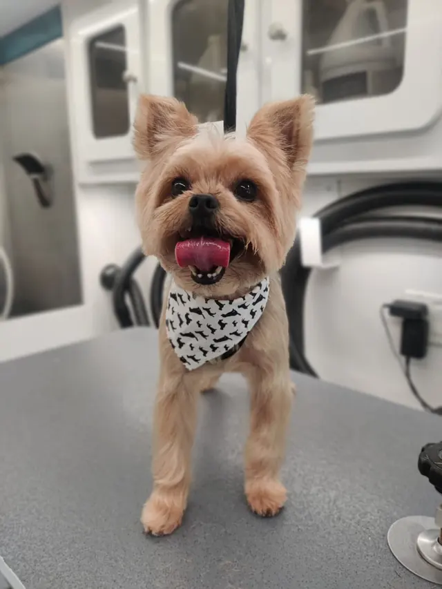 Sunset Mobile Grooming — customer photo 9