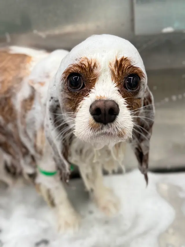 Sunset Mobile Grooming — photo from the business 8
