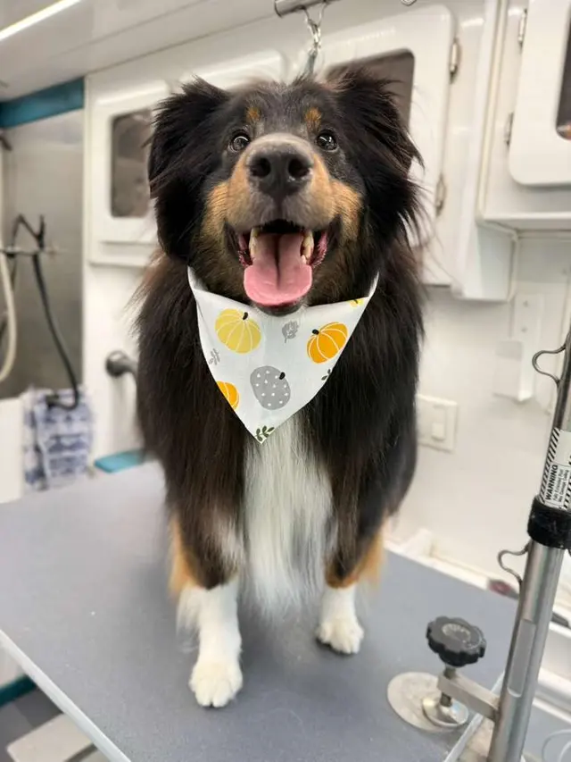 Sunset Mobile Grooming — photo from the business 4
