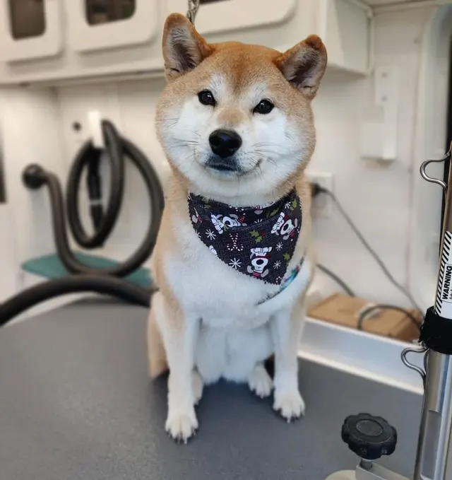 Sunset Mobile Grooming — photo from the business 7